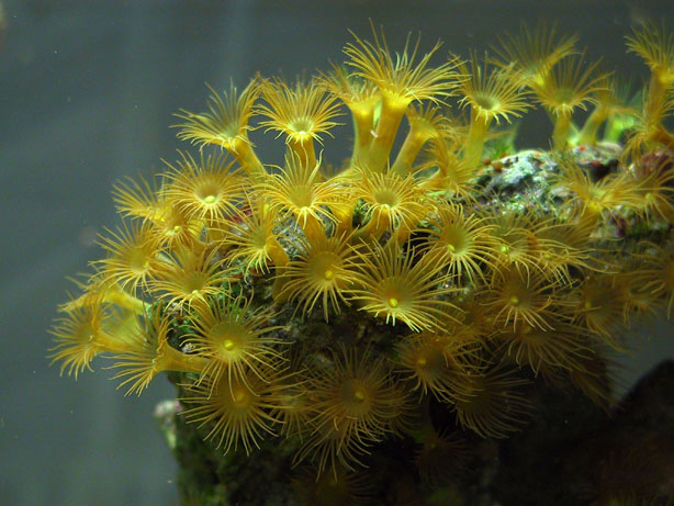PARAZOANTHUS